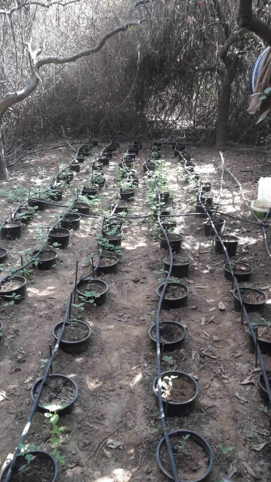 Χανιά: Σπείρα καλλιεργούσε κάνναβη και έκαιγε αυτοκίνητα