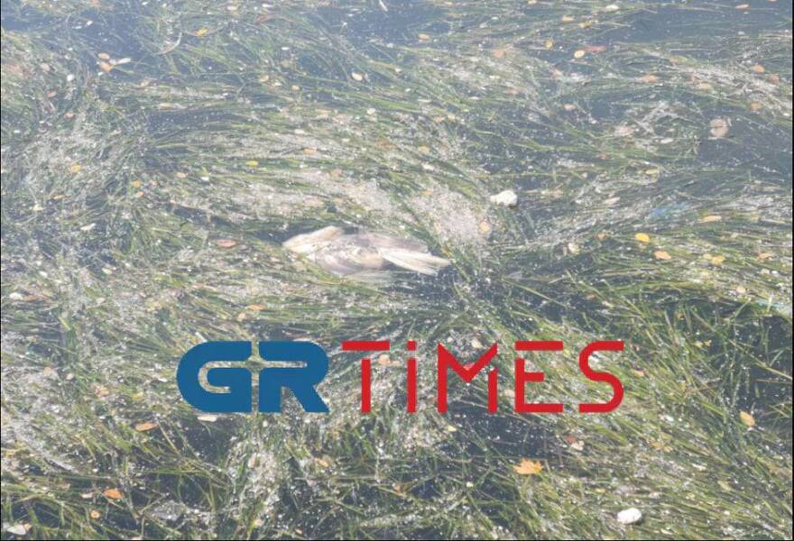 Θεσσαλονίκη: Γέμισε φύκια και σκουπίδια ο Θερμαϊκός – Δείτε βίντεο