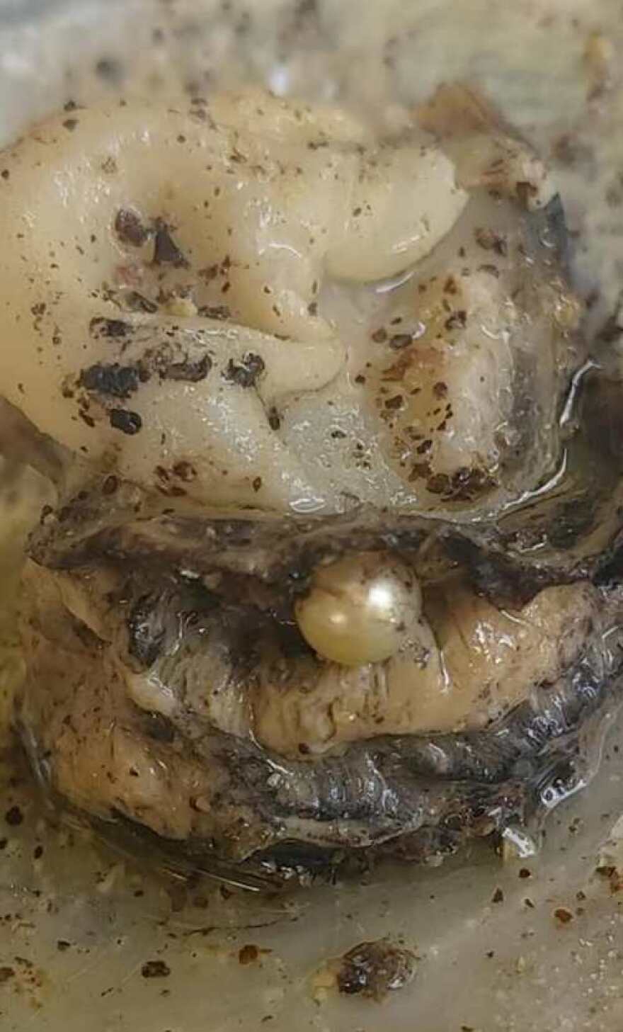 Πάτρα: Τύχη «βουνό» για ιδιοκτήτρια ουζερί - Τα στρείδια έκρυβαν μαργαριτάρι!