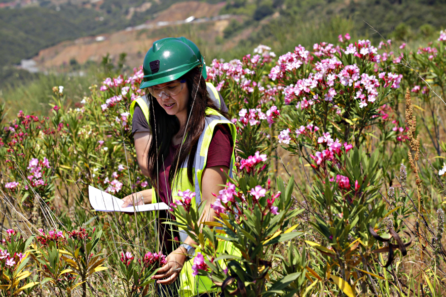 Πρασίνισε ξανά μεγάλη έκταση στην Ολυμπιάδα Χαλκιδικής μετά από εκτενή έργα αποκατάστασης τής Ελληνικός Χρυσός