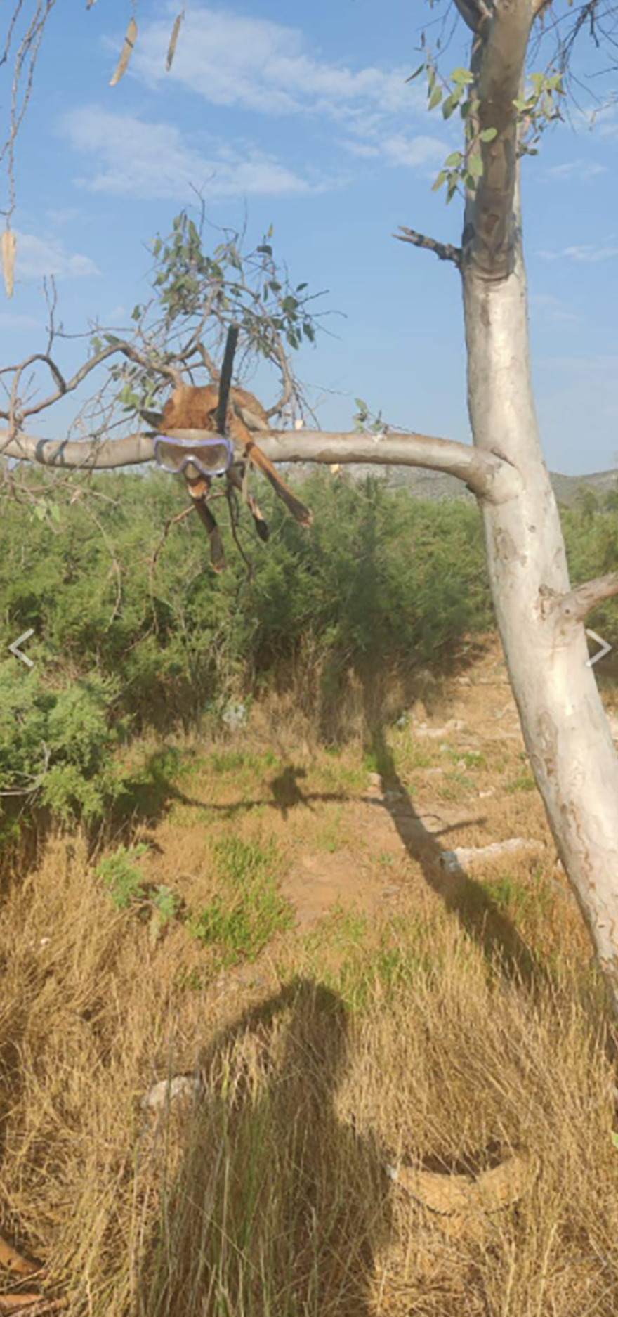 Κτηνωδία στο Σχινιά Αττικής: Κρέμασαν νεκρή αλεπού πάνω σε δέντρο με μάσκα και αναπνευστήρα!