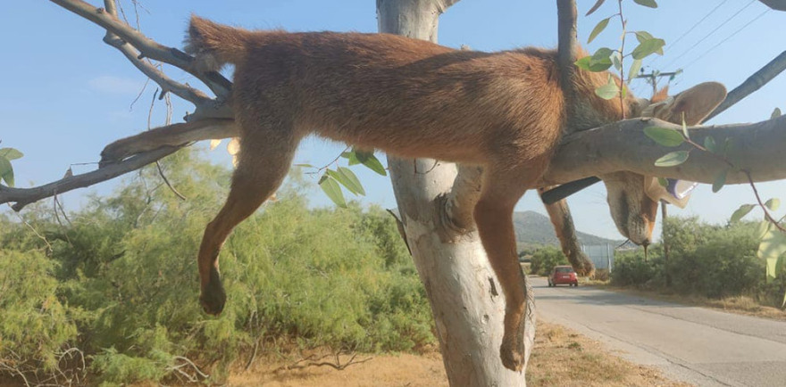 Κτηνωδία στο Σχινιά Αττικής: Κρέμασαν νεκρή αλεπού πάνω σε δέντρο με μάσκα και αναπνευστήρα!