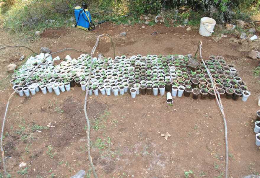 Φθιώτιδα: Βρήκαν φυτεία με 733 δενδρύλλια κάνναβης - Φωτογραφίες