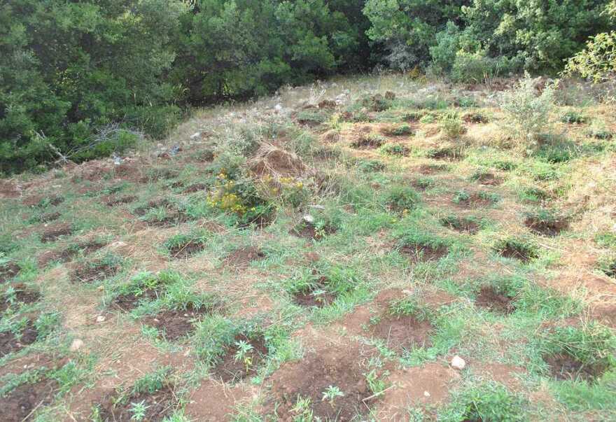 Φθιώτιδα: Βρήκαν φυτεία με 733 δενδρύλλια κάνναβης - Φωτογραφίες