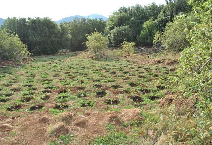 Φθιώτιδα: Βρήκαν φυτεία με 733 δενδρύλλια κάνναβης - Φωτογραφίες