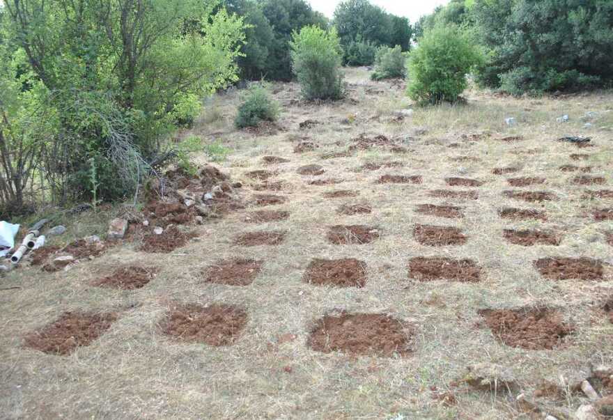 Φθιώτιδα: Βρήκαν φυτεία με 733 δενδρύλλια κάνναβης - Φωτογραφίες