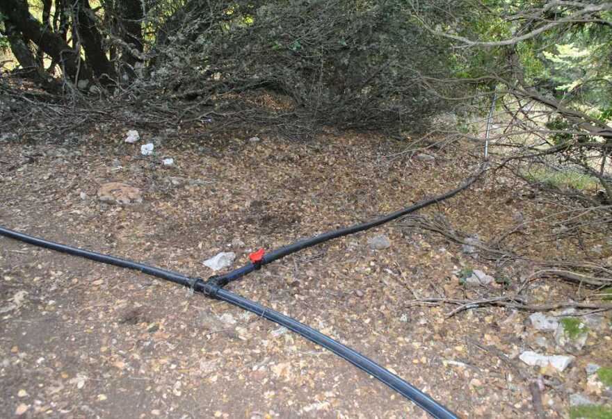 Φθιώτιδα: Βρήκαν φυτεία με 733 δενδρύλλια κάνναβης - Φωτογραφίες