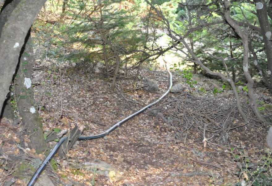 Φθιώτιδα: Βρήκαν φυτεία με 733 δενδρύλλια κάνναβης - Φωτογραφίες