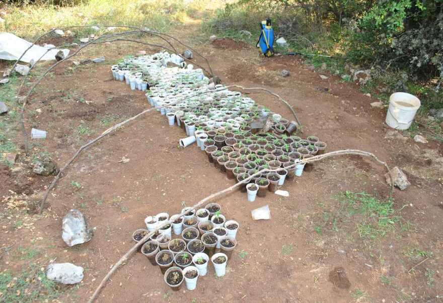 Φθιώτιδα: Βρήκαν φυτεία με 733 δενδρύλλια κάνναβης - Φωτογραφίες