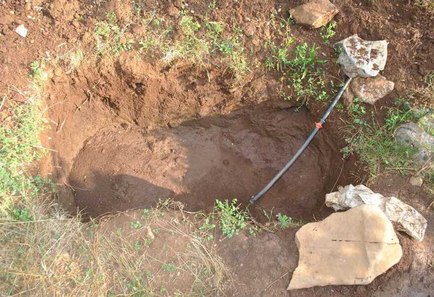 Φθιώτιδα: Βρήκαν φυτεία με 733 δενδρύλλια κάνναβης - Φωτογραφίες