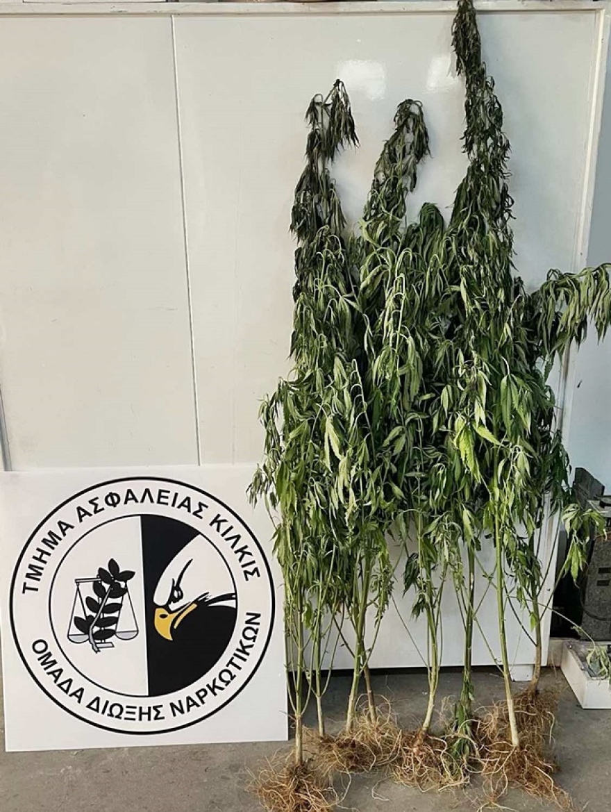 Κιλκίς: Ανάμεσα σε θάμνους καλλιεργούσε μίνι χασισοφυτεία
