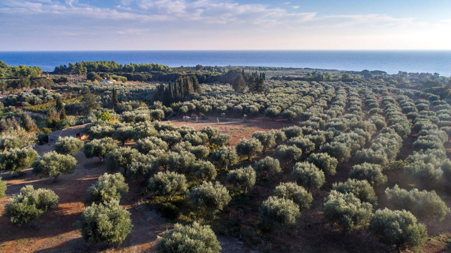 Ελιές από την Αρχαία Ολυμπία ταξίδεψαν στο διάστημα