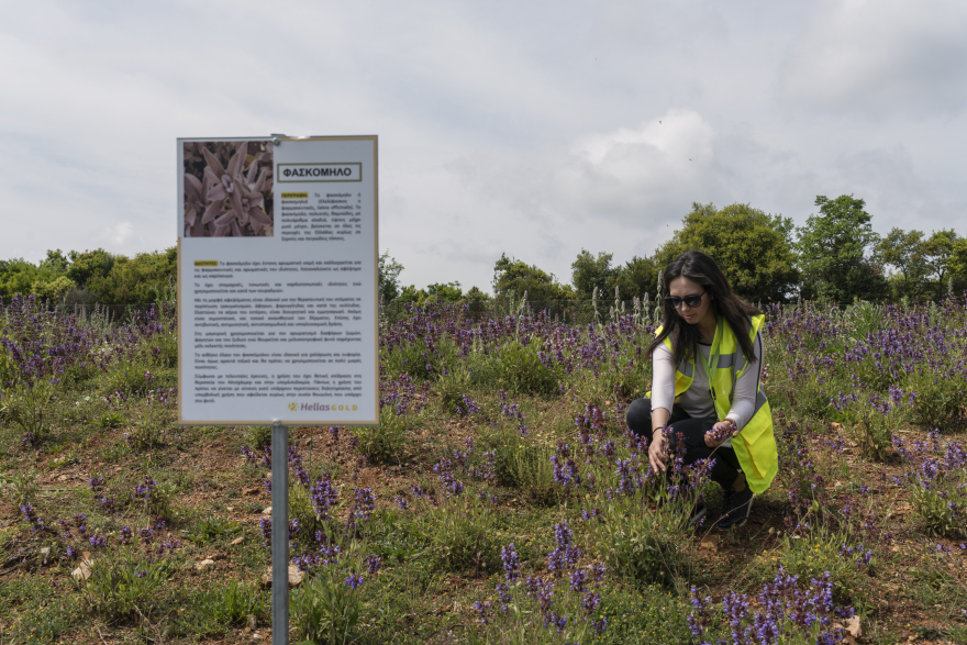 Πρασίνισε ξανά μεγάλη έκταση στην Ολυμπιάδα Χαλκιδικής μετά από εκτενή έργα αποκατάστασης τής Ελληνικός Χρυσός