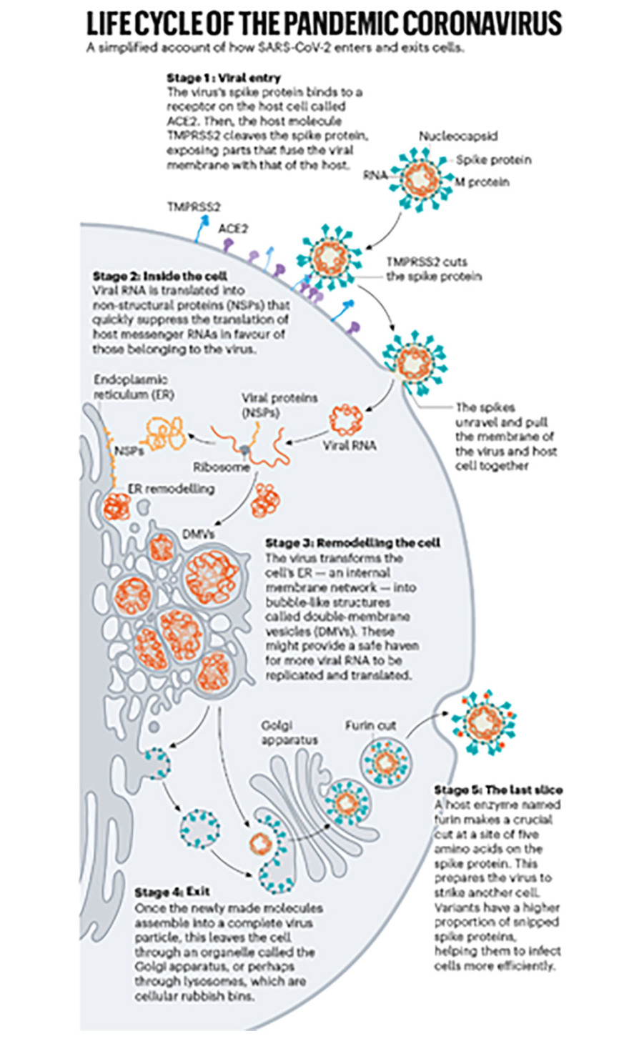 Πώς ο κορωνοϊός μολύνει τα κύτταρα και γιατί η μετάλλαξη Δέλτα είναι τόσο μεταδοτική 
