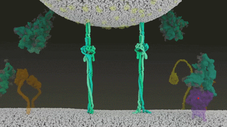 Πώς ο κορωνοϊός μολύνει τα κύτταρα και γιατί η μετάλλαξη Δέλτα είναι τόσο μεταδοτική 