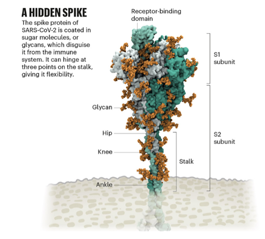 Πώς ο κορωνοϊός μολύνει τα κύτταρα και γιατί η μετάλλαξη Δέλτα είναι τόσο μεταδοτική 