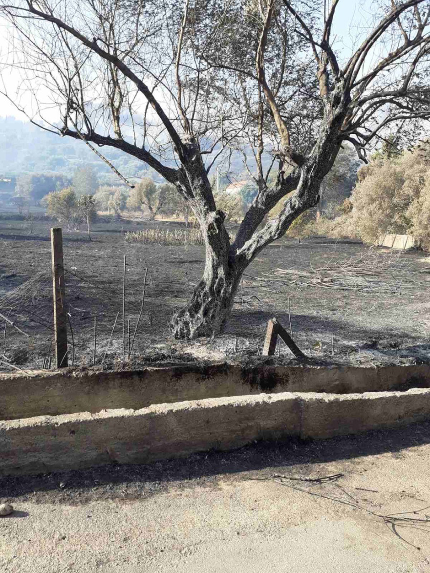 Φωτιά στην Αχαΐα: 20 καμένα σπίτια, ένας τραυματίας με εγκαύματα – Συνεχίζεται η μάχη με τις φλόγες