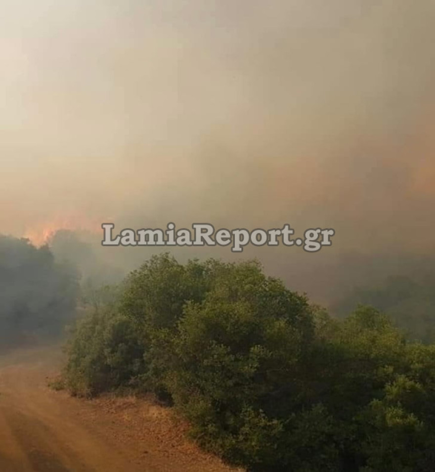 Φωτιά στη Φθιώτιδα: Ολονύχτια μάχη με τις αναζωπυρώσεις στο Λογγίτσι