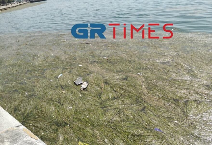 Θεσσαλονίκη: Με νεκρά πτηνά, σκουπίδια και φύκια ξανά ο Θερμαϊκός - Βίντεο και φωτογραφίες