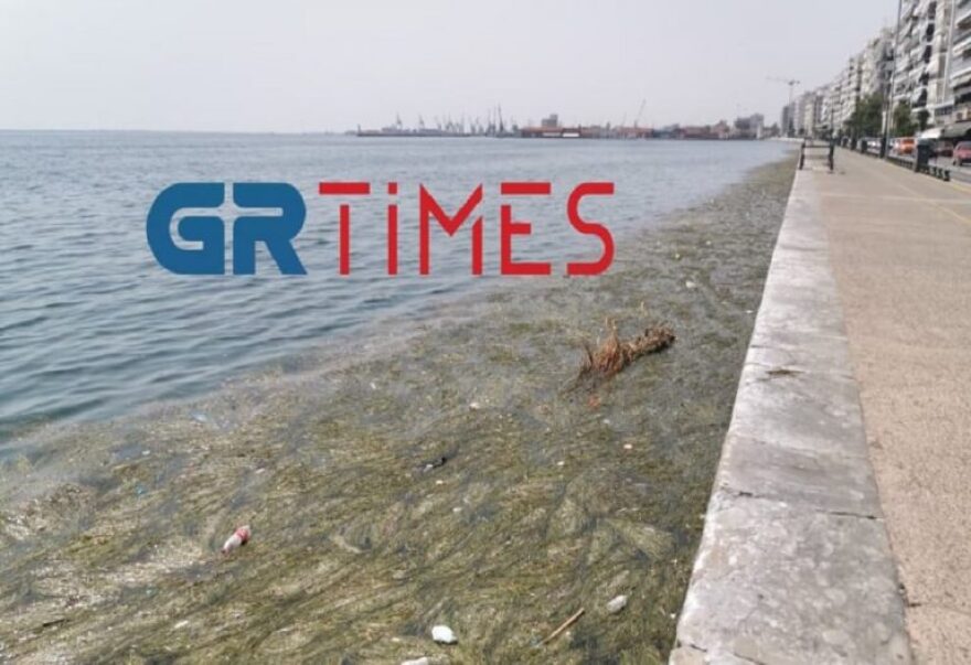 Θεσσαλονίκη: Με νεκρά πτηνά, σκουπίδια και φύκια ξανά ο Θερμαϊκός - Βίντεο και φωτογραφίες