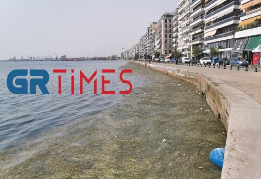 Θεσσαλονίκη: Με νεκρά πτηνά, σκουπίδια και φύκια ξανά ο Θερμαϊκός - Βίντεο και φωτογραφίες