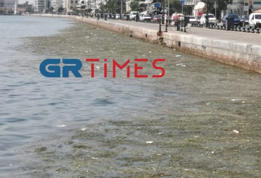 Θεσσαλονίκη: Με νεκρά πτηνά, σκουπίδια και φύκια ξανά ο Θερμαϊκός - Βίντεο και φωτογραφίες