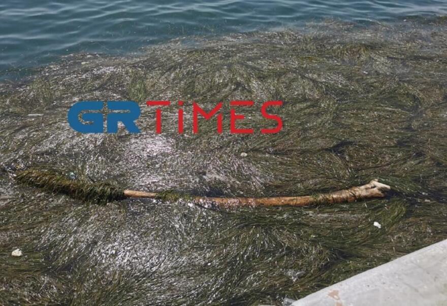 Θεσσαλονίκη: Με νεκρά πτηνά, σκουπίδια και φύκια ξανά ο Θερμαϊκός - Βίντεο και φωτογραφίες
