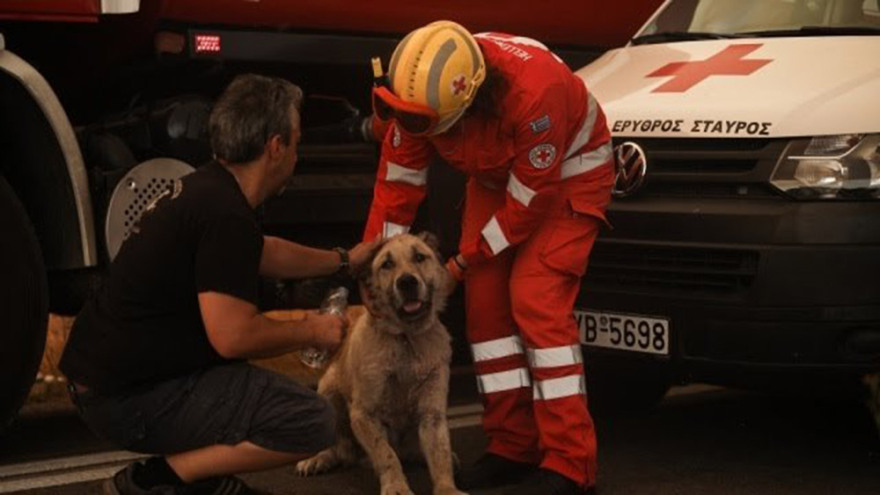 Φωτιά στη Βαρυμπόμπη: Μεγάλη κινητοποίηση για τη διάσωση των ζώων