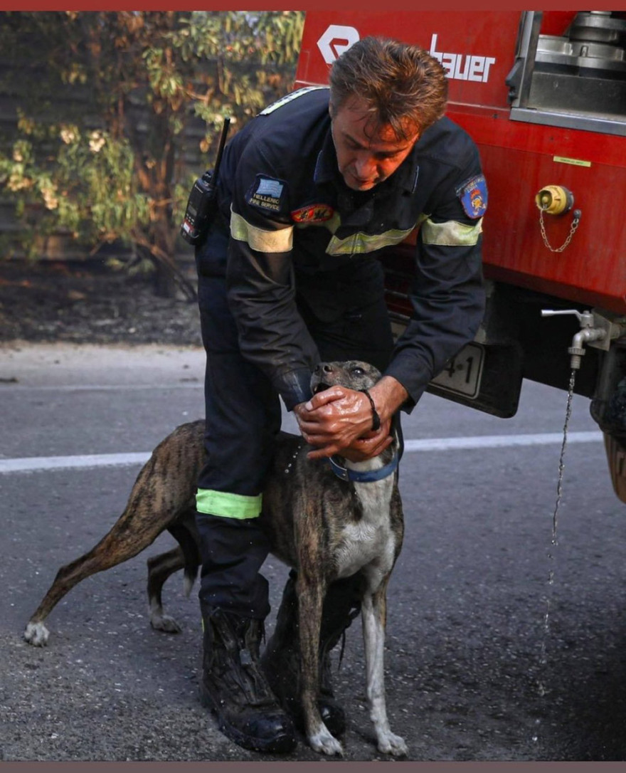 Φωτιά στη Βαρυμπόμπη: Μεγάλη κινητοποίηση για τη διάσωση των ζώων