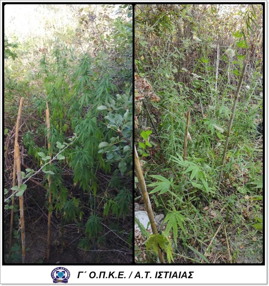 Ιστιαία: Είχαν στήσει χασισοφυτεία τεσσάρων επιπέδων με δέντρα που έφταναν σχεδόν τα 4 μέτρα