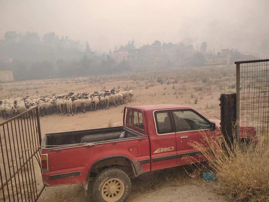 Φωτιά στην Εύβοια: Ανεξέλεγκτο το μέτωπο στις Ροβιές - Κάηκαν σπίτια - Απομάκρυναν κόσμο με πλοία