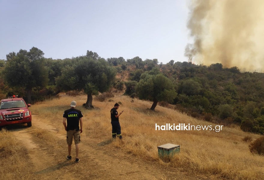Φωτιά σε δασική έκταση στη Χαλκιδική - Δείτε βίντεο και φωτογραφίες