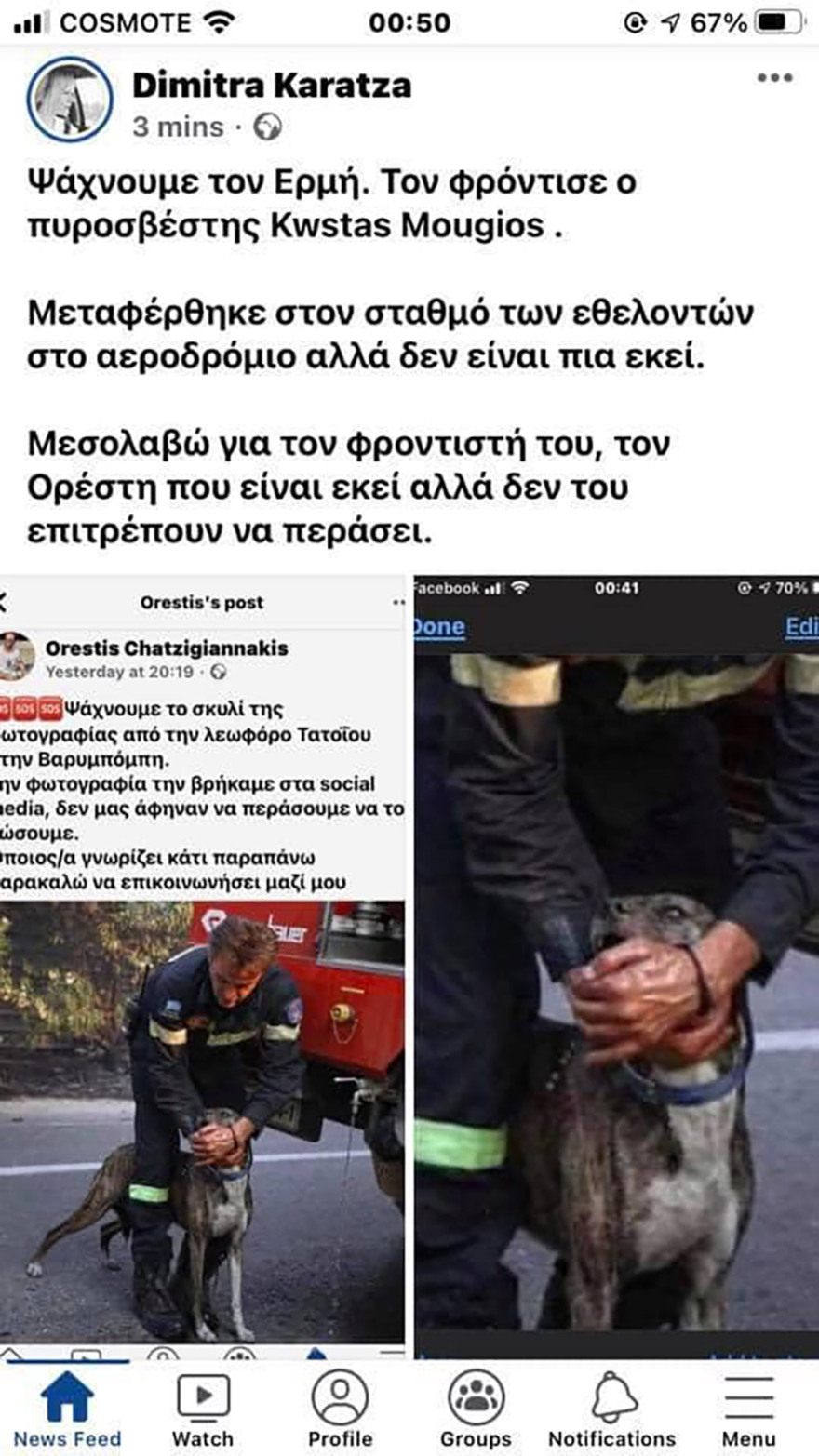 Φωτιά στη Βαρυμπόμπη: Απεγνωσμένη έκκληση να σωθούν τα ζώα από τις φλόγες