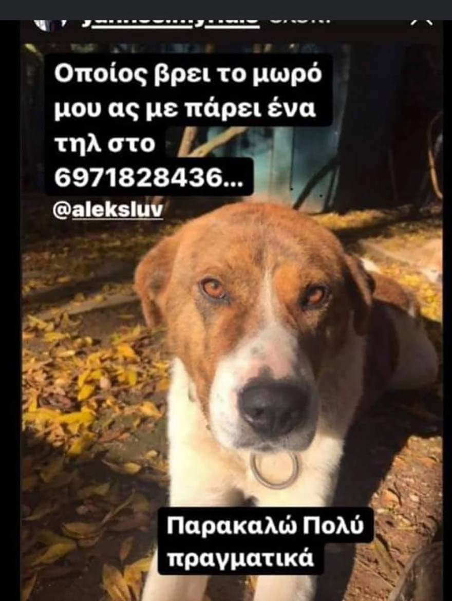 Φωτιά στη Βαρυμπόμπη: Απεγνωσμένη έκκληση να σωθούν τα ζώα από τις φλόγες