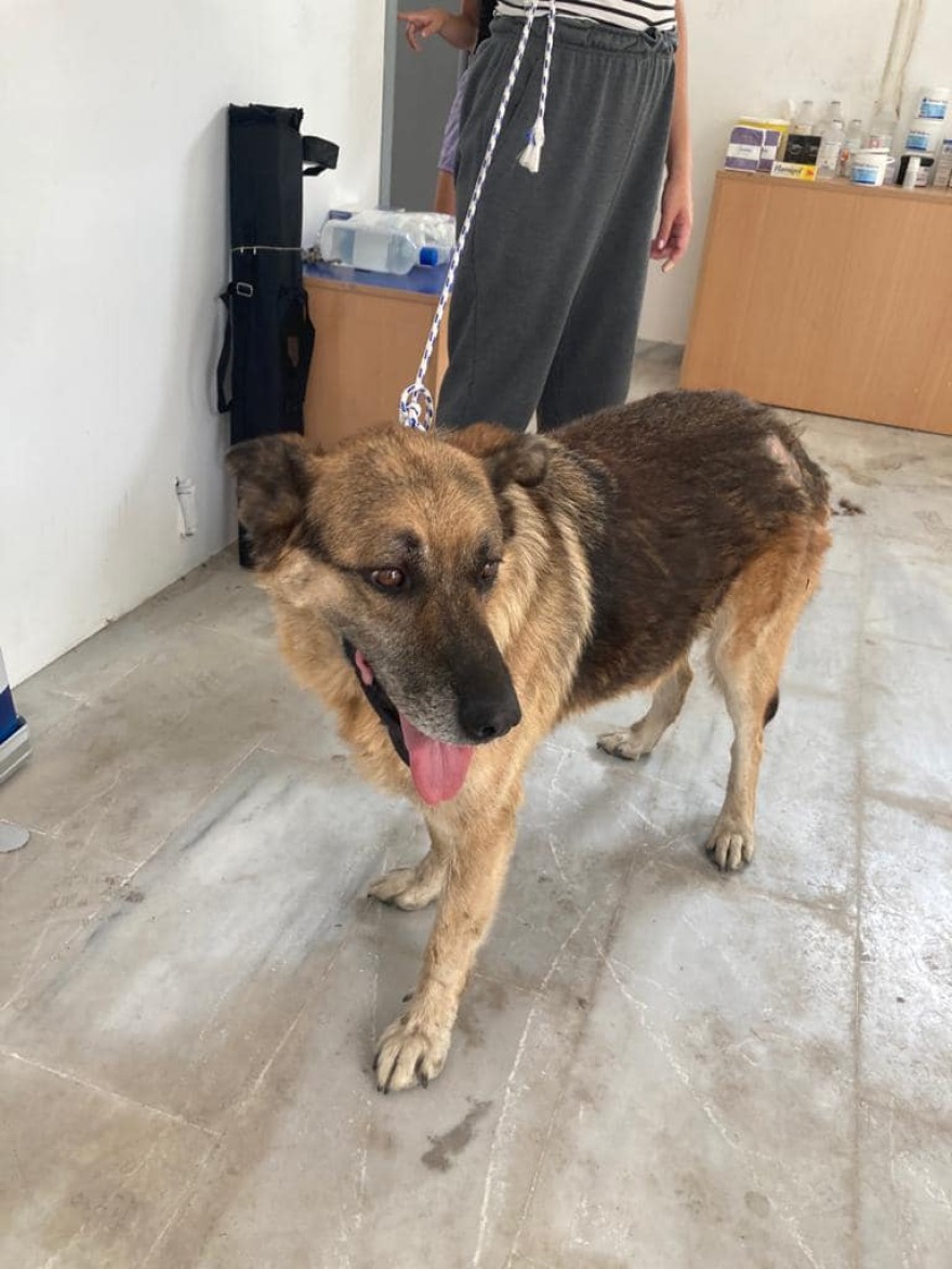 Φωτιά στη Βαρυμπόμπη: Αγώνας δρόμου για να βρεθούν ζωντανά τα ζώα που αγνοούνται