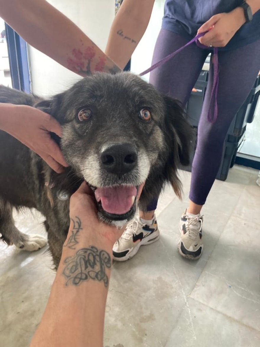 Φωτιά στη Βαρυμπόμπη: Αγώνας δρόμου για να βρεθούν ζωντανά τα ζώα που αγνοούνται