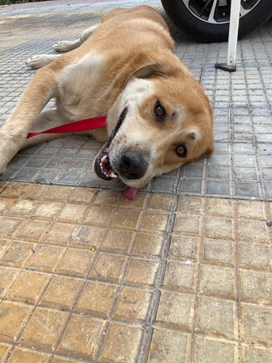 Φωτιά στη Βαρυμπόμπη: Αγώνας δρόμου για να βρεθούν ζωντανά τα ζώα που αγνοούνται