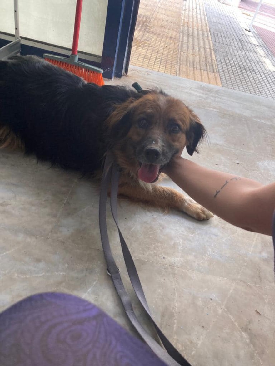 Φωτιά στη Βαρυμπόμπη: Αγώνας δρόμου για να βρεθούν ζωντανά τα ζώα που αγνοούνται