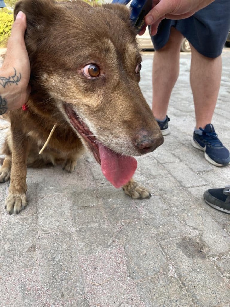 Φωτιά στη Βαρυμπόμπη: Αγώνας δρόμου για να βρεθούν ζωντανά τα ζώα που αγνοούνται