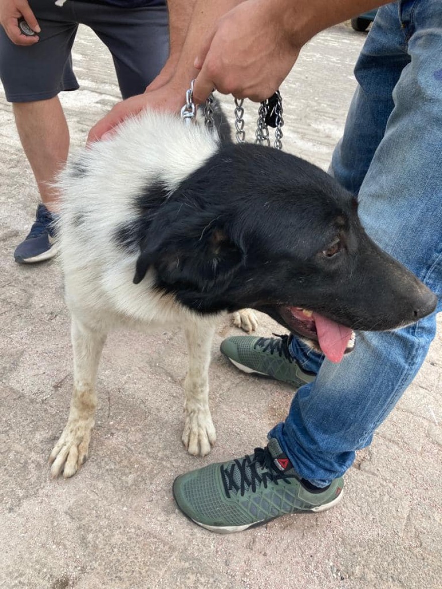 Φωτιά στη Βαρυμπόμπη: Αγώνας δρόμου για να βρεθούν ζωντανά τα ζώα που αγνοούνται