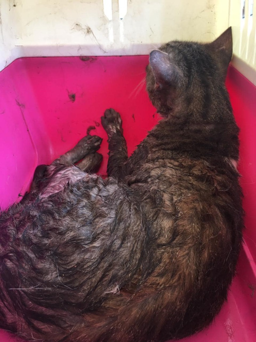 Φωτιά στη Βαρυμπόμπη: Αγώνας δρόμου για να βρεθούν ζωντανά τα ζώα που αγνοούνται