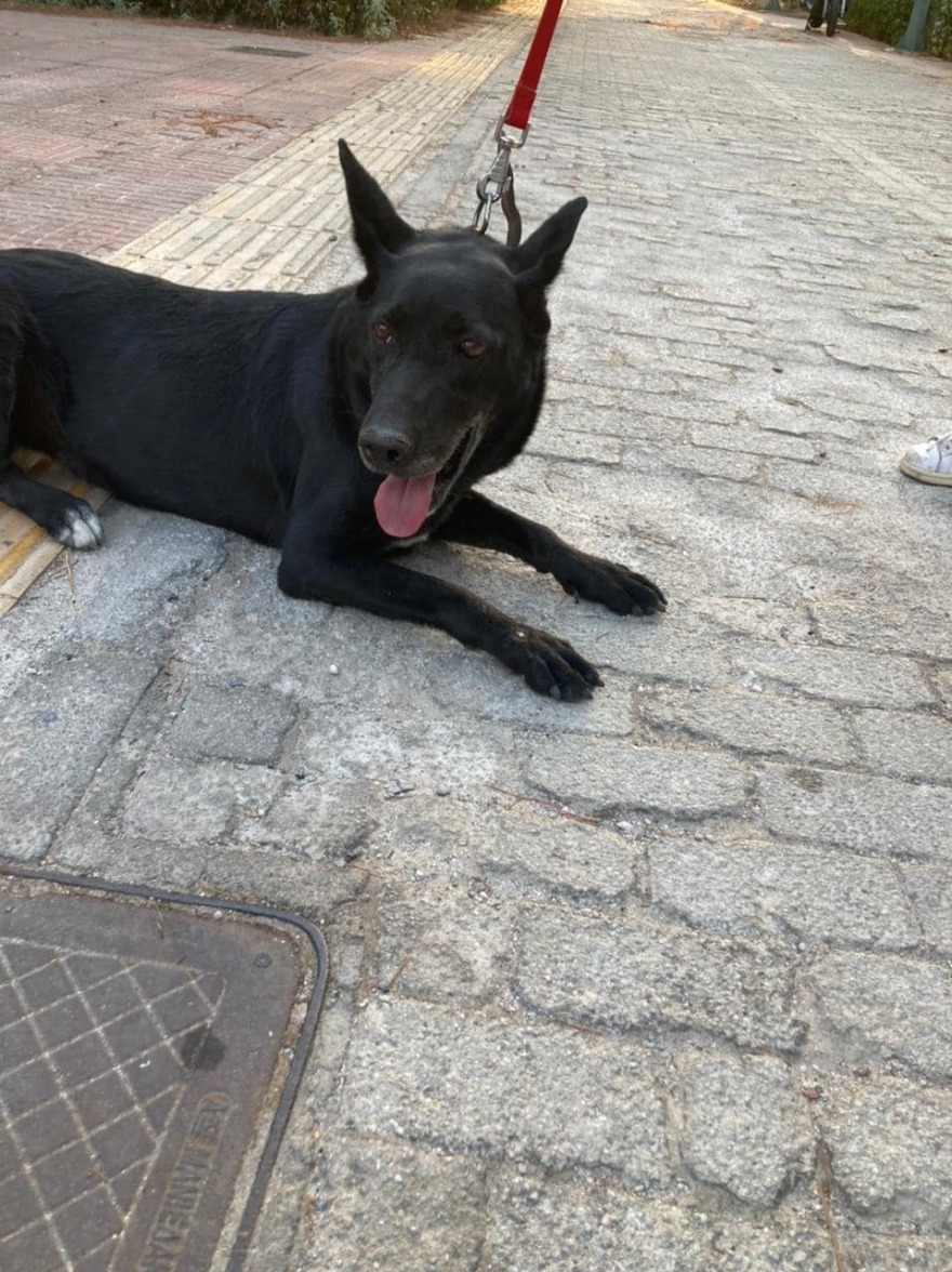 Φωτιά στη Βαρυμπόμπη: Αγώνας δρόμου για να βρεθούν ζωντανά τα ζώα που αγνοούνται