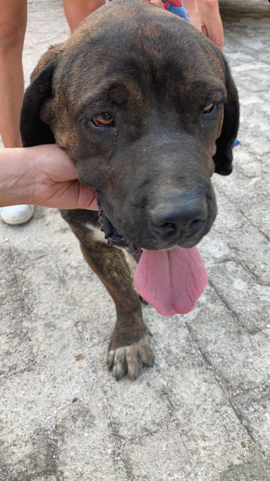 Φωτιά στη Βαρυμπόμπη: Αγώνας δρόμου για να βρεθούν ζωντανά τα ζώα που αγνοούνται