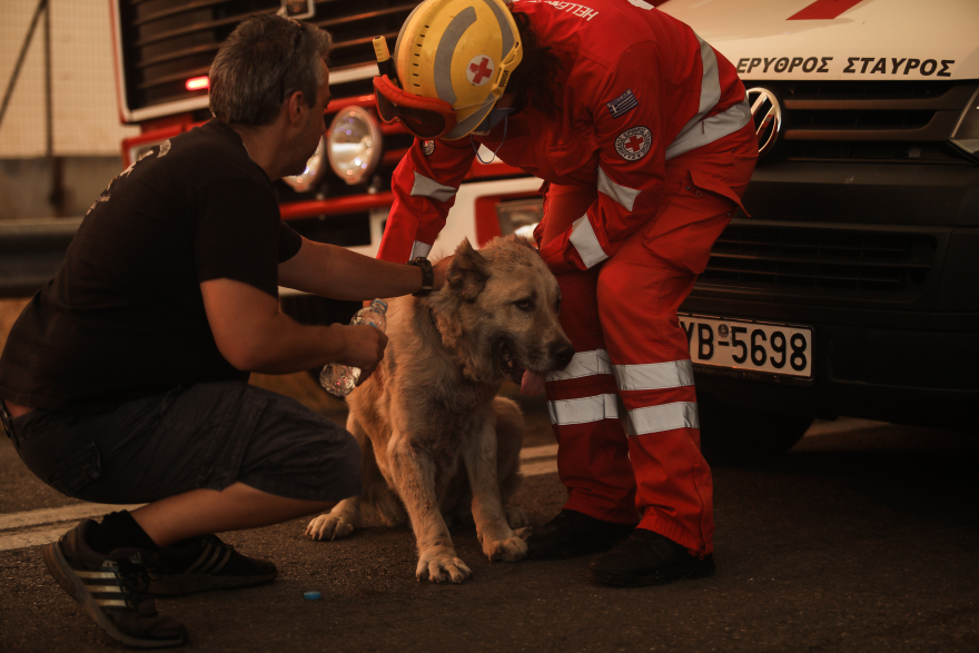 Συγκεντρώνουν είδη πρώτης ανάγκης για πυρόπληκτους σε όλη την Ελλάδα - Πώς μπορείτε να βοηθήσετε ανθρώπους και ζώα