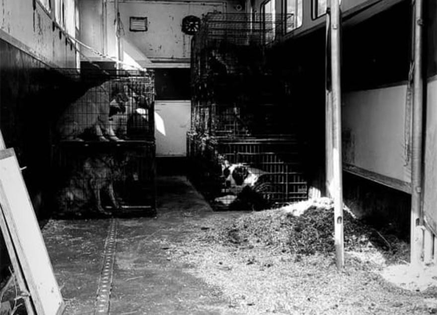 Εκκενώνεται το καταφύγιο ζώων του Save a greek stray