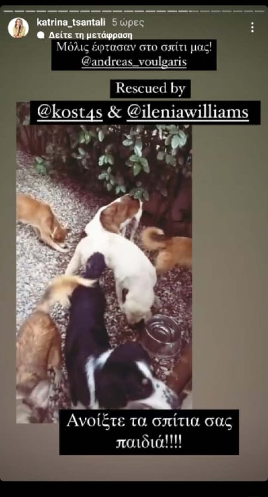 Κώστας Αναγνωστόπουλος: Με την Κατερίνα Ζαρίφη και τον Αναστάσιο Ράμμο βοήθησαν στην εκκένωση του καταφύγιου ζώων της Κατρίνας Τσάνταλη 