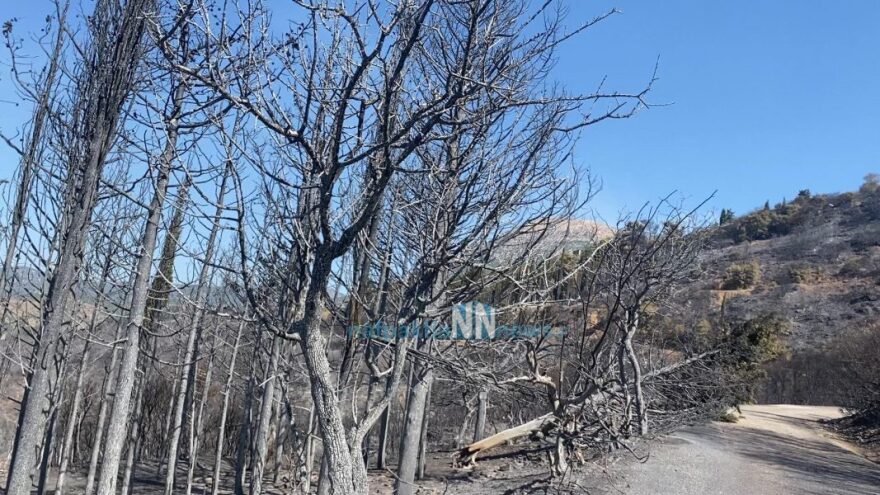 Φωτιά στη Φωκίδα: Μαίνεται το μέτωπο - Απειλούνται χωριά (βίντεο - φωτογραφίες)