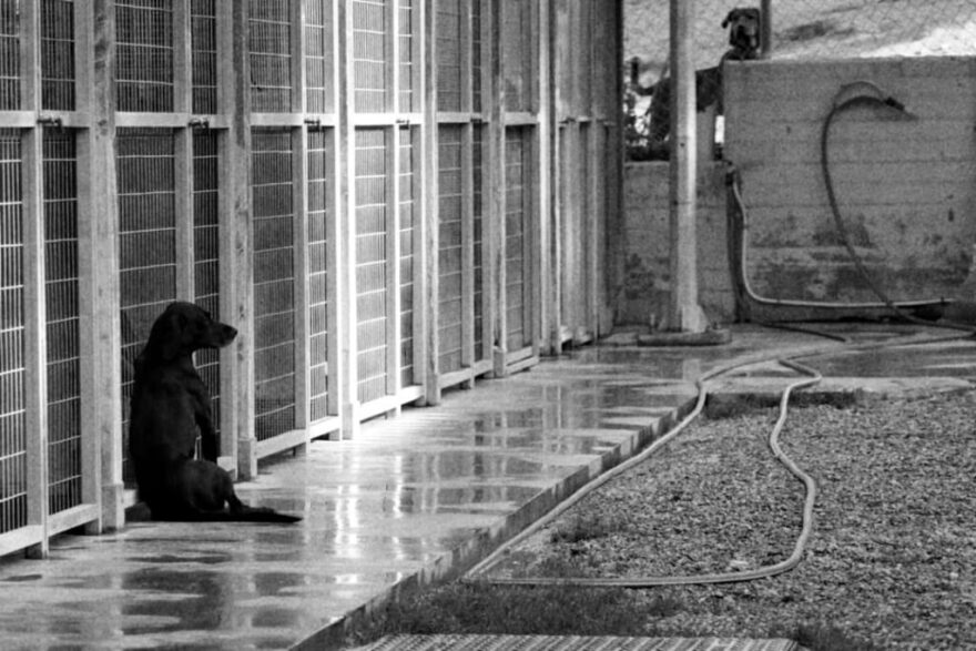 «Save A Greek Stray»: Εκκενώθηκε επιτυχώς το καταφύγιο ζώων - Δείτε φωτογραφίες