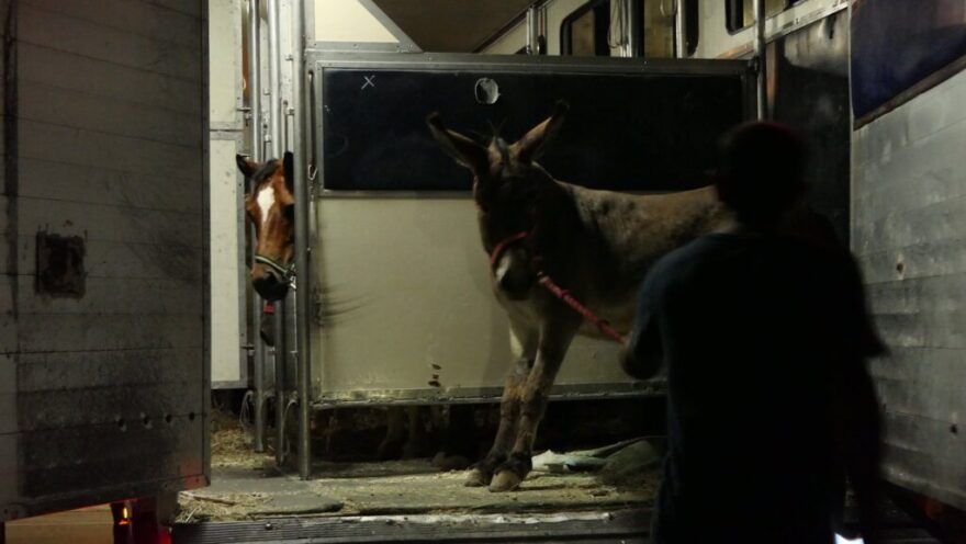 «Save A Greek Stray»: Εκκενώθηκε επιτυχώς το καταφύγιο ζώων - Δείτε φωτογραφίες
