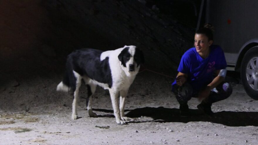 «Save A Greek Stray»: Εκκενώθηκε επιτυχώς το καταφύγιο ζώων - Δείτε φωτογραφίες